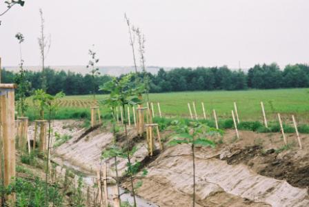 Ausgleichsmaßnahme Grabenaufweitung