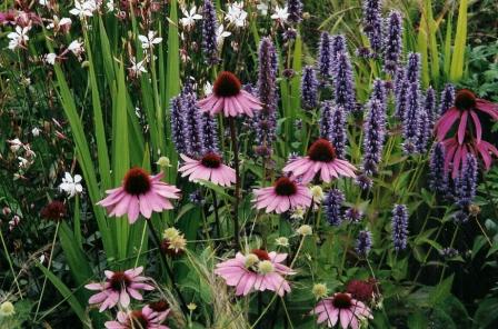 Garten - Stauden - Landschaft
