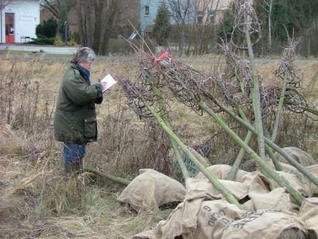 Die Lagerung dieser angelieferten Hochstämme für eine Straßenbepflanzung ist nicht übersichtlich, dennoch werden die FLL-Gütebestimmungen für jeden einzelnen Baum von der Sachverständigen überprüft
