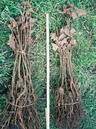 Überprüfung der Pflanzenqualität gemäß LV und FLL-Gütebestimmungen