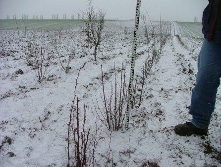 Überprüfung der Gehölzqualitäten bei einer Ausgleichspflanzung an der BAB A 9
