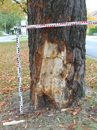 Anfahrschaden an einem Straenbaum (Kastanie)