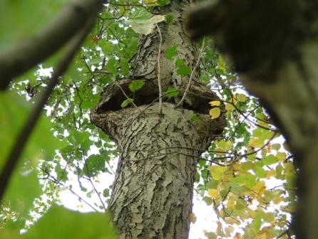 Bei so einem Baum besteht dringender Handlungsbedarf